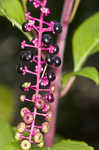 Pokeweed